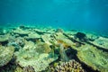 Sea turtle and beautiful underwater scene with marine life in sunlight in the blue sea. Maldives underwater paradise Royalty Free Stock Photo