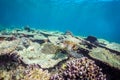 Sea turtle and beautiful underwater scene with marine life in sunlight in the blue sea. Maldives underwater paradise Royalty Free Stock Photo