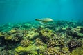 Sea turtle and beautiful underwater scene with marine life in sunlight in the blue sea. Maldives underwater paradise Royalty Free Stock Photo