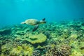 Sea turtle and beautiful underwater scene with marine life in sunlight in the blue sea. Maldives underwater paradise Royalty Free Stock Photo