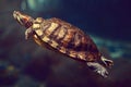 Sea turtle in an aquarium in dark blue water
