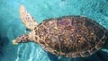 Sea turtle in aquarium