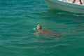 Sea turtle ascends to breathe in the biosphere of Sian Ka`an