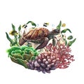 Sea turtle on a background of corals. Underwater world with colorful coral fish. Watercolor painted by hand. For Royalty Free Stock Photo