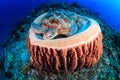 Sea Turtle in a barrel sponge Royalty Free Stock Photo