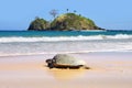 Sea turtle on beach. El Nido Royalty Free Stock Photo