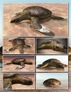 Sea turtle laying eggs on the beach - collage 3d rendering Royalty Free Stock Photo