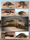 Sea turtle laying eggs on the beach - collage 3d rendering Royalty Free Stock Photo