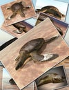 Sea turtle laying eggs on the beach - collage 3d rendering Royalty Free Stock Photo