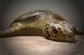Sea turtle laying eggs on the beach 3d rendering Royalty Free Stock Photo