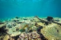 Sea turtle and beautiful underwater scene with marine life in sunlight in the blue sea. Maldives underwater paradise Royalty Free Stock Photo