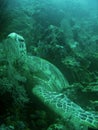 Sea Turtle bed on coral reef sipadan borneo Royalty Free Stock Photo