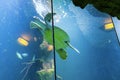 A sea turtle in a big fish tank Royalty Free Stock Photo