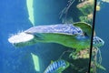 A sea turtle in a big fish tank Royalty Free Stock Photo