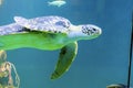 A sea turtle in a big fish tank Royalty Free Stock Photo