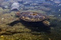 Sea turtle at Black Sand Beach