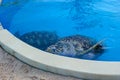 Sea turtle in a big water tank Royalty Free Stock Photo