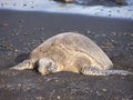 Sea turtle on black sand beach Royalty Free Stock Photo