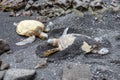 Sea Turtle at black sand beach on Big Island Hawaii USA. Royalty Free Stock Photo