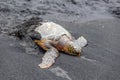 Sea Turtle at black sand beach on Big Island Hawaii USA. Royalty Free Stock Photo