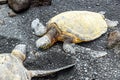 Sea Turtle at black sand beach on Big Island Hawaii USA. Royalty Free Stock Photo