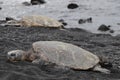 Sea turtle on a black sand beach Royalty Free Stock Photo