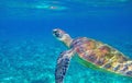 Sea turtle in blue lagoon. Cute sea animal underwater photo. Tropical island turtle snorkeling diving banner template Royalty Free Stock Photo