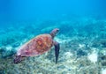 Sea turtle in blue sea water. Green sea turtle closeup. Wildlife of tropical coral reef. Royalty Free Stock Photo