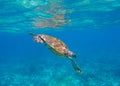 Sea turtle in blue seawater dive to coral reef. Oceanic animal underwater photo. Green sea turtle full body Royalty Free Stock Photo