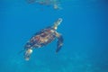 Sea turtle in blue seawater swim to water surface. Aquatic animal underwater photo. Green sea turtle full body Royalty Free Stock Photo