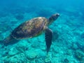 Sea turtle in blue water above coral reef. Tropical sea nature of Philippines