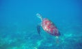 Sea turtle in blue water. Aquatic animal underwater photo. Tropical island snorkeling and diving banner template Royalty Free Stock Photo