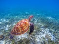 Sea turtle in blue water. Big green sea turtle closeup. Endangered species of tropical coral reef. Royalty Free Stock Photo