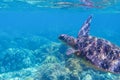 Sea turtle in blue water, close up sea photo. Cute sea turtle in blue water of tropical sea. Green turtle underwater photo Royalty Free Stock Photo