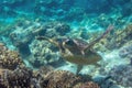 Sea turtle in blue water. Close up sea photo. Cute sea turtle in blue water of tropical sea. Green turtle underwater photo Royalty Free Stock Photo
