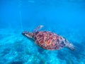 Sea turtle in blue water closeup. Olive green turtle underwater photo.