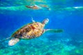 Sea turtle in blue water digital illustration. Green turtle underwater. Tropical seashore wildlife. Wild marine tortoise