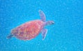 Sea turtle in blue water digital illustration. Green turtle underwater. Tropical seashore wildlife. Wild marine tortoise