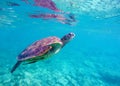 Sea turtle in blue water diving in coral reef Royalty Free Stock Photo