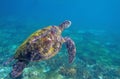 Sea turtle in blue water. Exotic marine turtle underwater photo. Oceanic animal in wild nature. Summer vacation activity Royalty Free Stock Photo