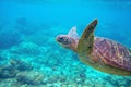 Sea turtle in blue water. Friendly marine turtle underwater photo. Oceanic animal in wild nature Royalty Free Stock Photo