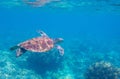 Sea turtle in blue water. Friendly marine turtle underwater photo. Oceanic animal in wild nature. Summer vacation Royalty Free Stock Photo