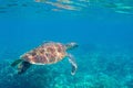 Sea turtle in blue water. Friendly marine turtle underwater photo. Oceanic animal in wild nature. Summer vacation