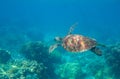 Sea turtle in blue water. Friendly marine turtle underwater photo. Oceanic animal in wild nature. Summer vacation Royalty Free Stock Photo