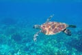 Sea turtle in blue water. Friendly marine turtle underwater photo. Oceanic animal in wild nature. Summer vacation Royalty Free Stock Photo