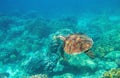 Sea turtle in blue water. Friendly marine turtle underwater photo. Oceanic animal in wild nature. Summer vacation Royalty Free Stock Photo