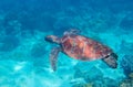 Sea turtle in blue water. Friendly marine turtle underwater photo. Oceanic animal in wild nature. Summer vacation activity Royalty Free Stock Photo