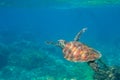 Sea turtle in blue water. Friendly marine turtle underwater photo. Oceanic animal in wild nature. Summer vacation Royalty Free Stock Photo