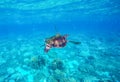 Sea turtle in blue water. Green sea turtle close photo. Royalty Free Stock Photo