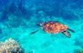 Sea turtle in blue water. Green turtle underwater photo. Wild marine animal in natural environment Royalty Free Stock Photo